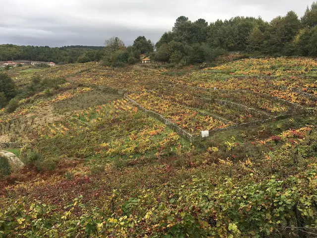 Viñedos sobre el Sil, Ribeira Sacra